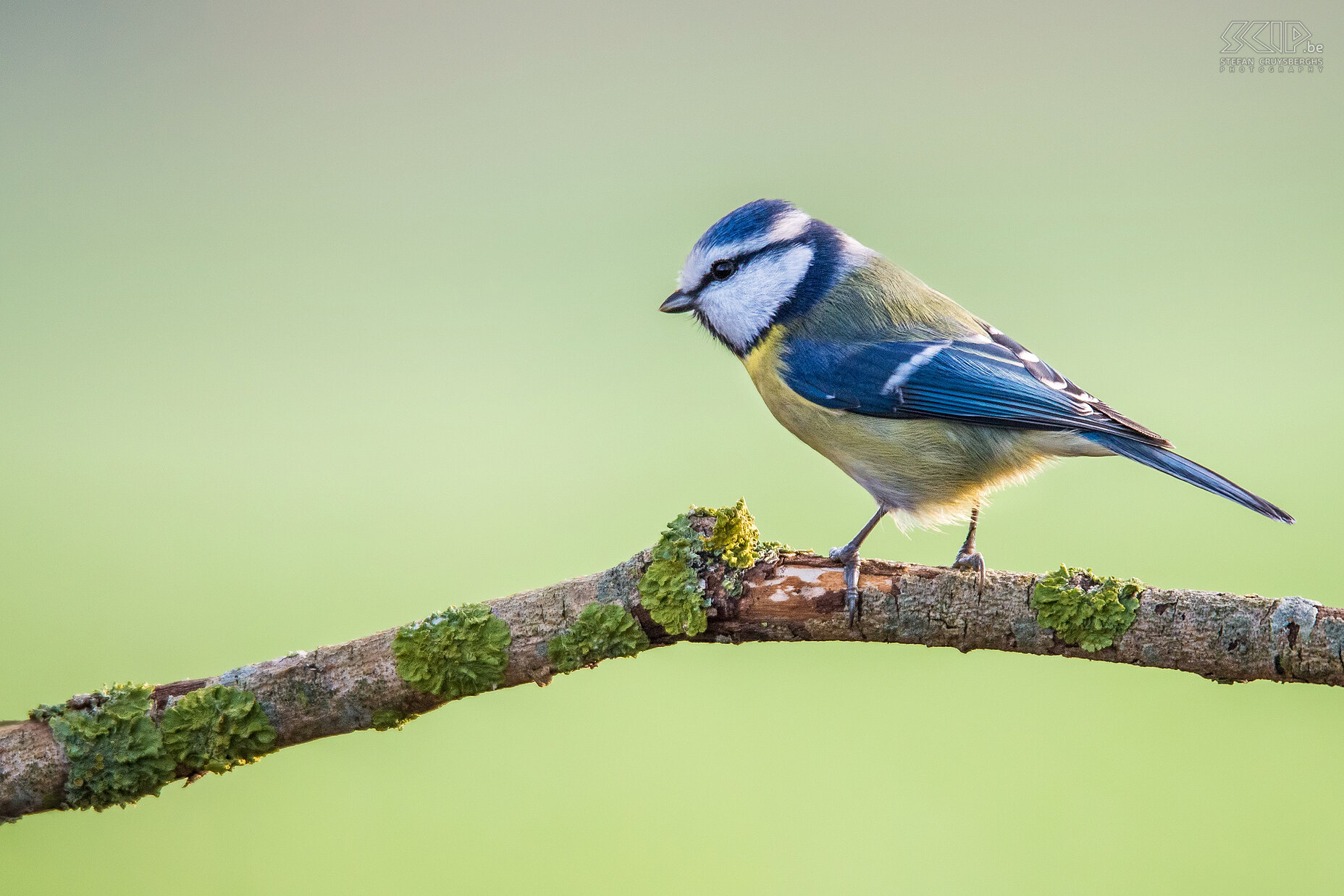 Tuinvogels - Pimpelmees Cyanistes caeruleus Stefan Cruysberghs